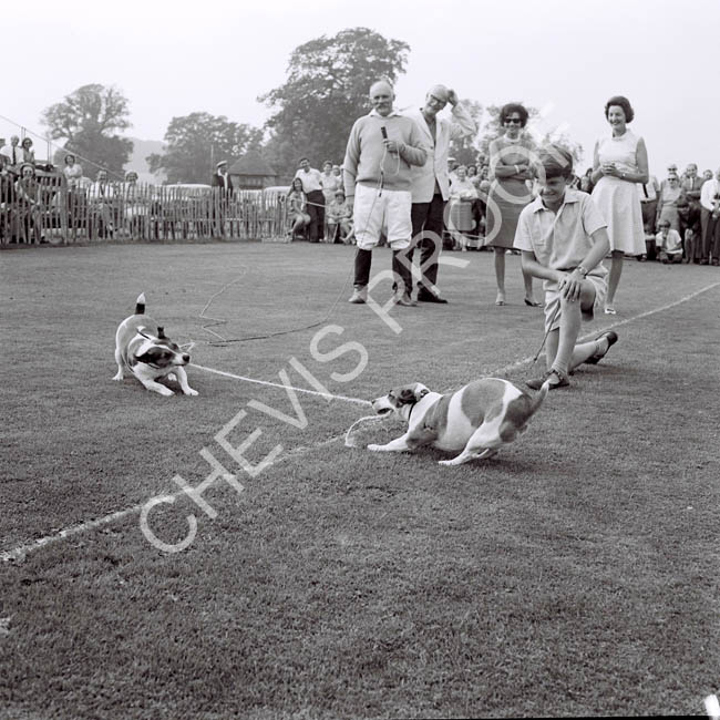 1970 Dog show tug of war